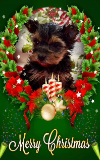 yorkie puppy for sale houston