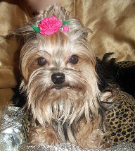 Long Blue Gold Coat Female Yorkie