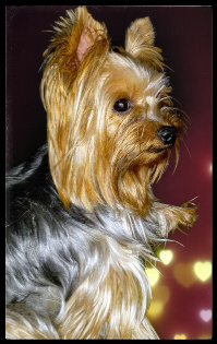 Blue Gold Yorkie Female