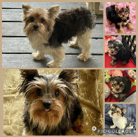 male yorkie puppies Houston