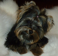 Full grown Yorkie Male Small Size Beautiful Coat