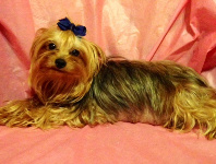 Yorkie Female Beautiful Coat