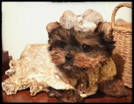 Teacup yorkies