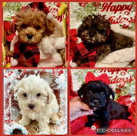 Maltipoos males and female Puppies Houston