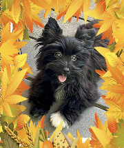 Morkie Black Male