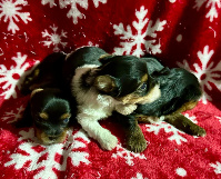 yorkie puppies for sale Houston
